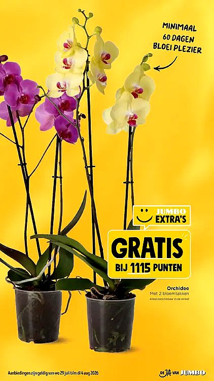 Orchidee